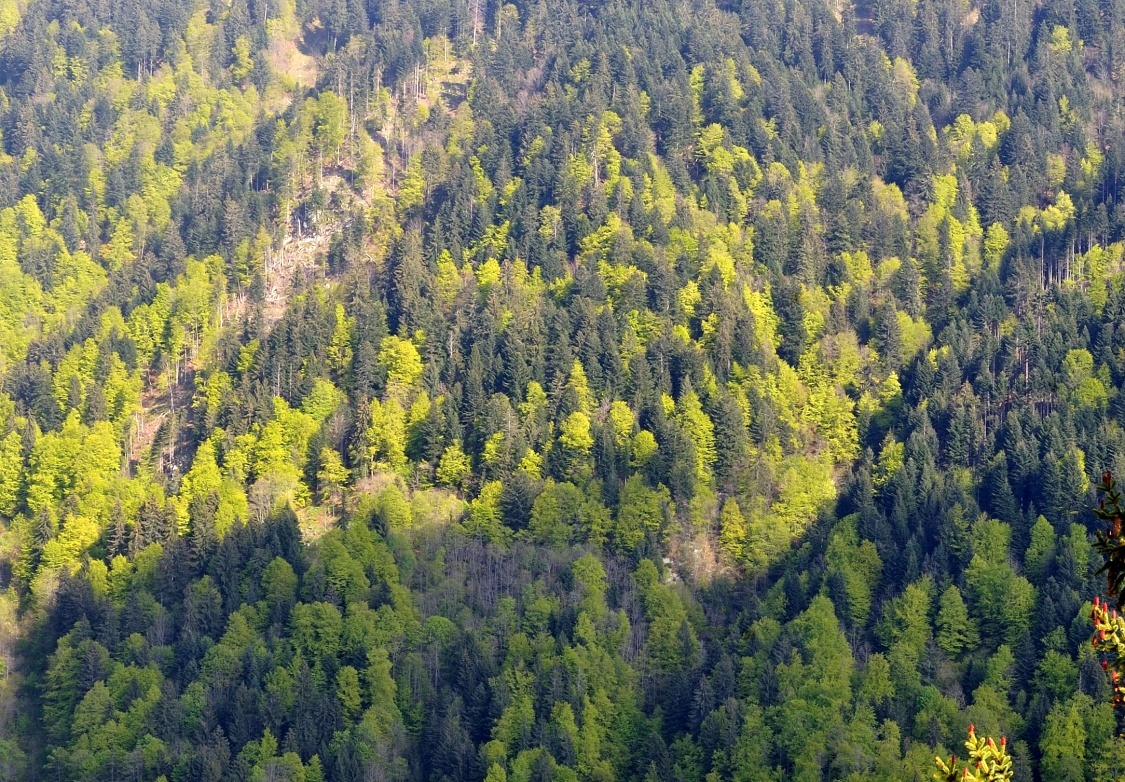 Alpine Forests