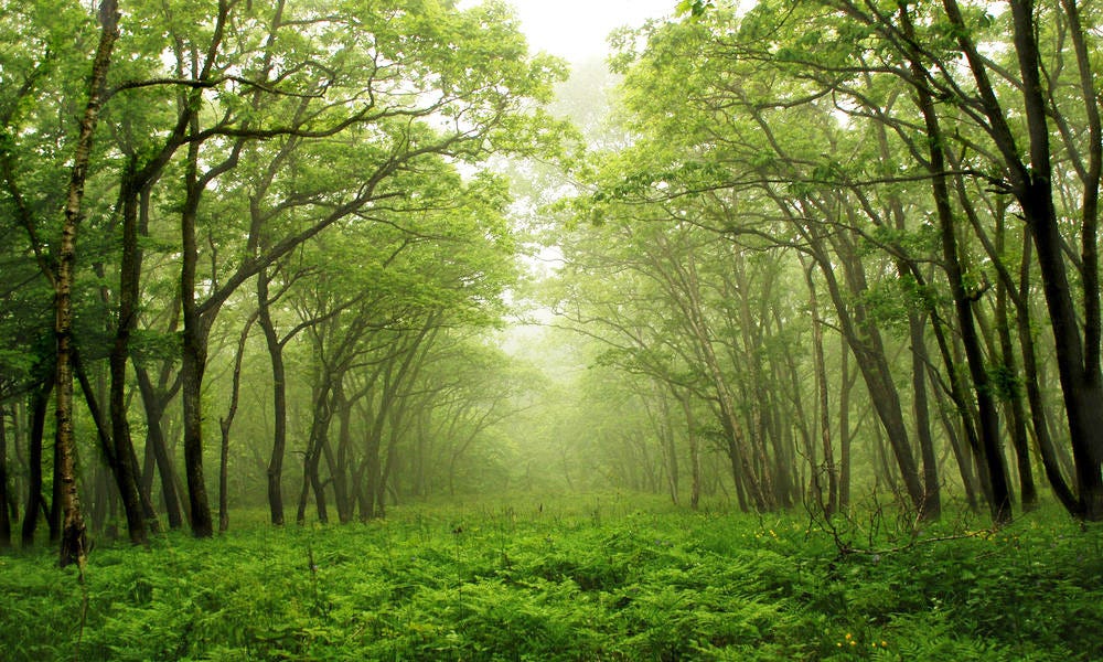 Changa Manga Forest