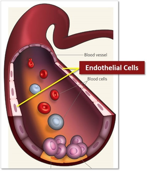 Endothelial_cells