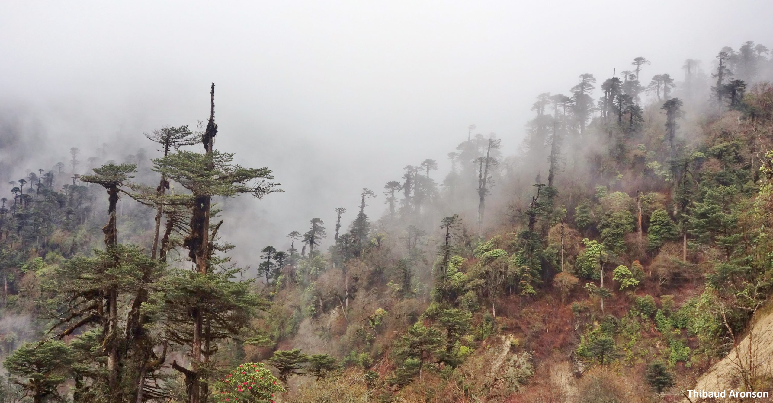 Himalayan Dry Temperate Forests