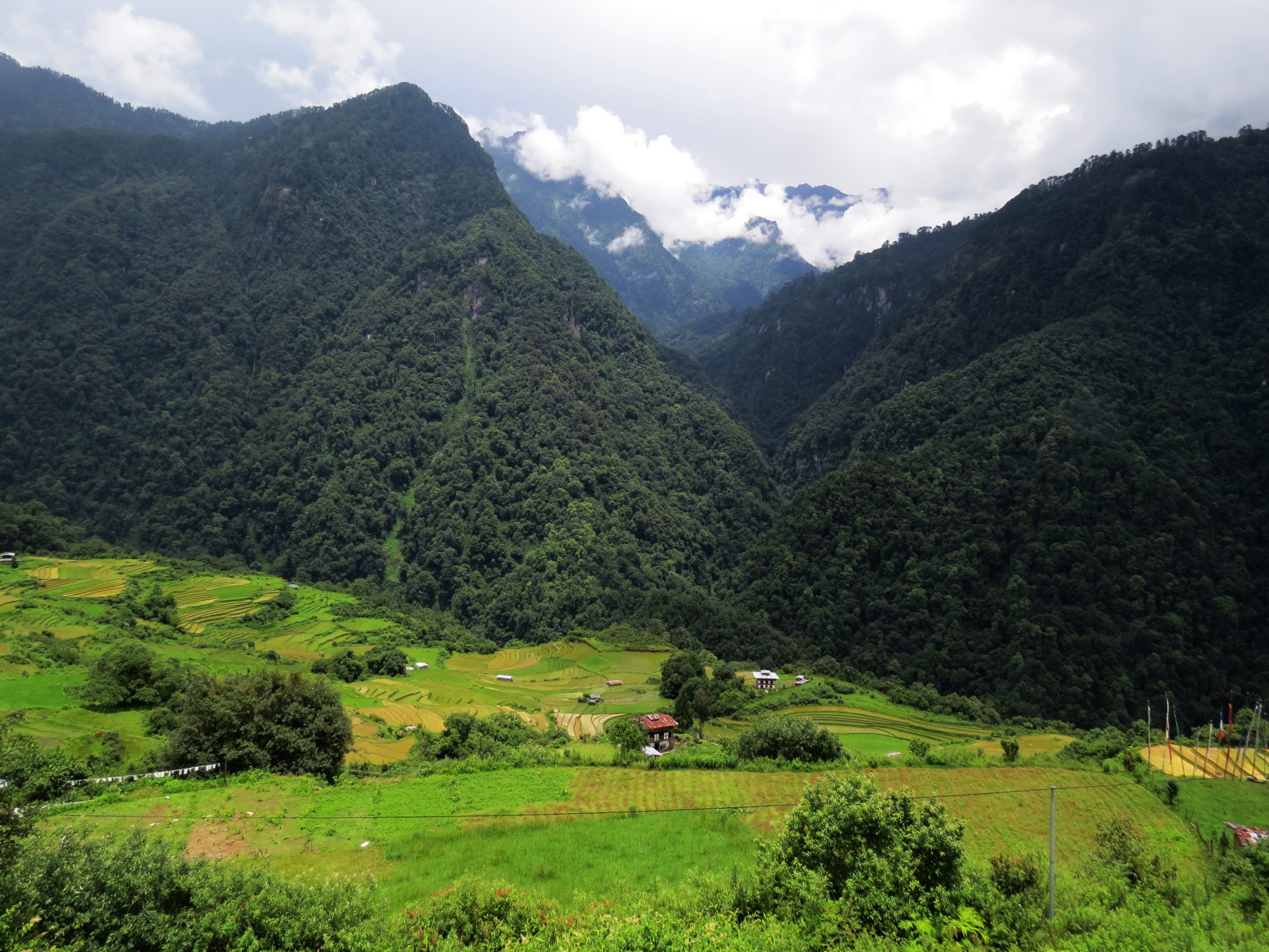 Himalayan Moist Temperate Forests