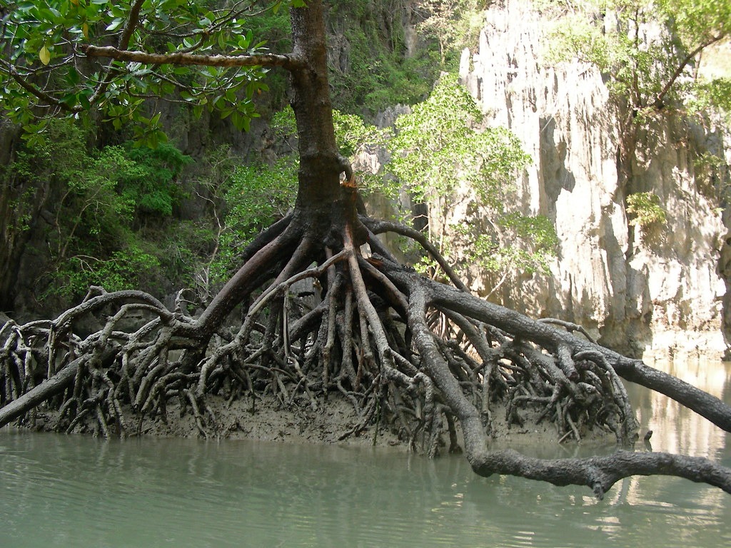 Littoral and Swamp Forests