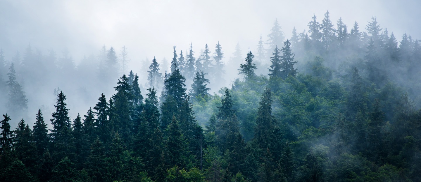 Subtropical Broadleaf Evergreen Forests