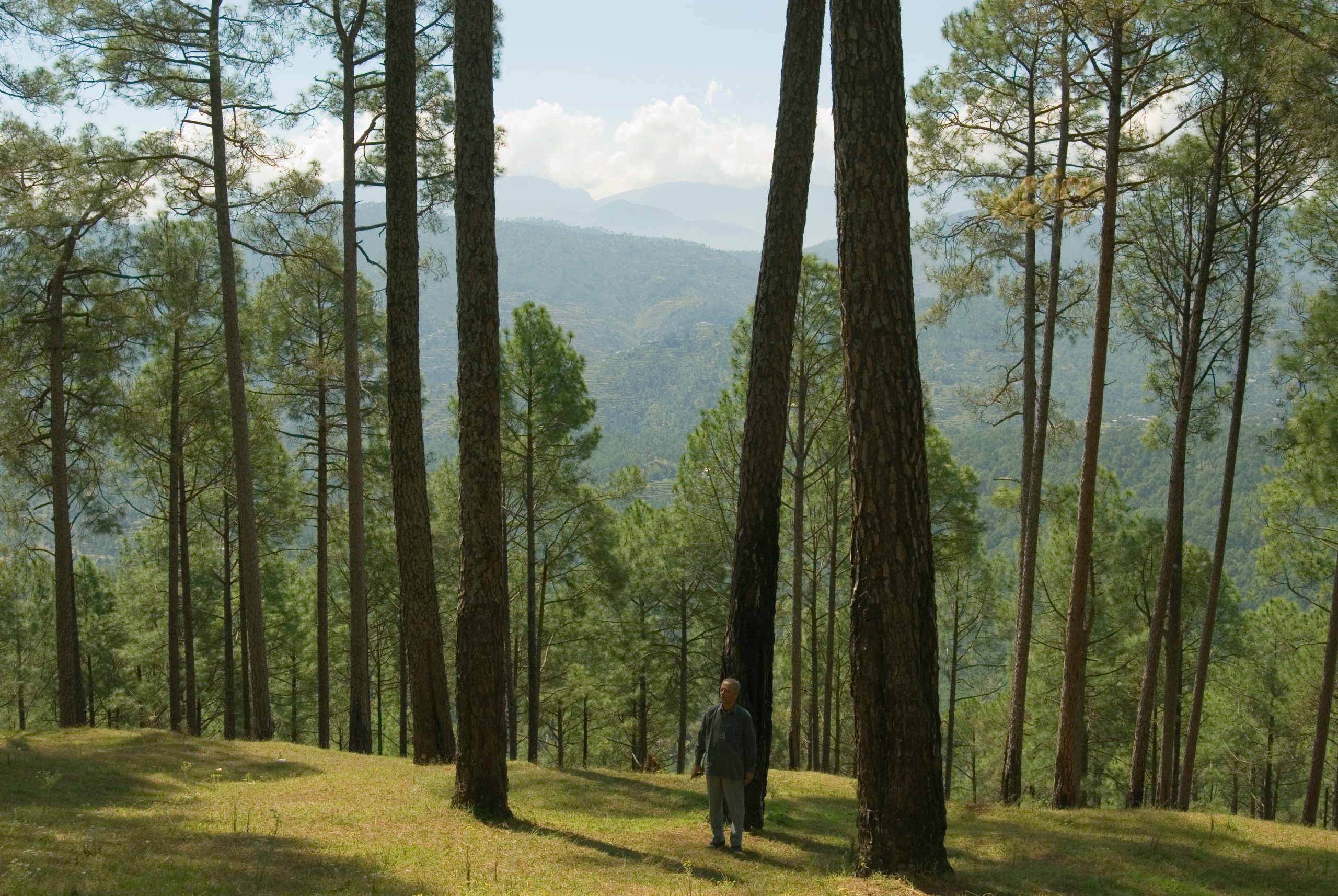 Subtropical Pine Forests