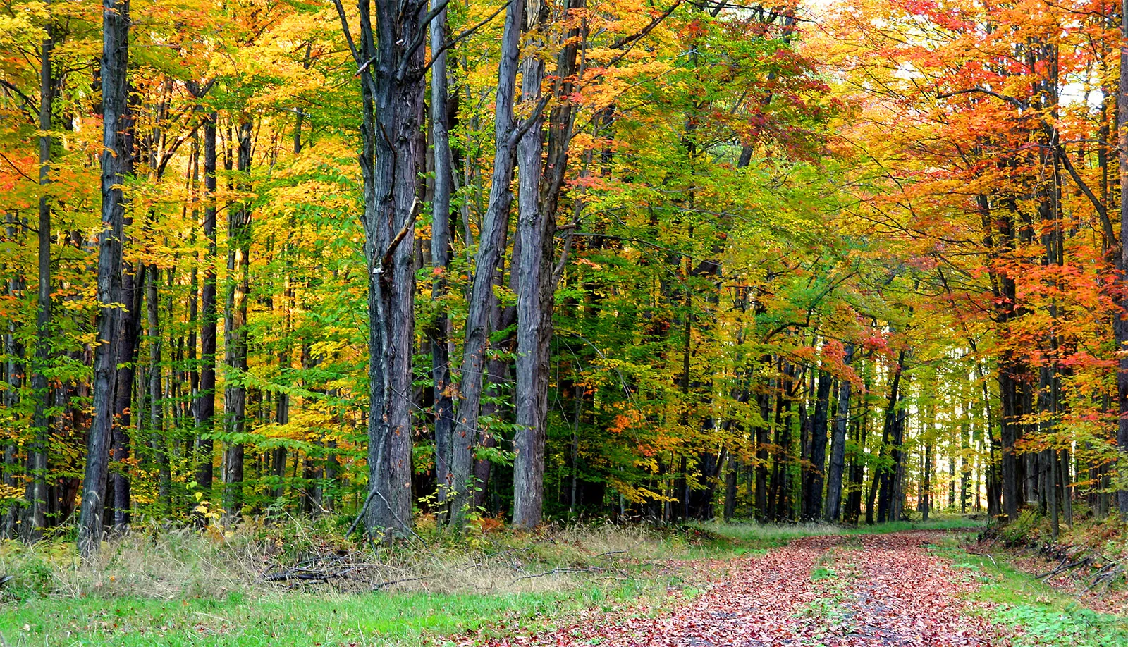 Tropical Dry Deciduous Forests