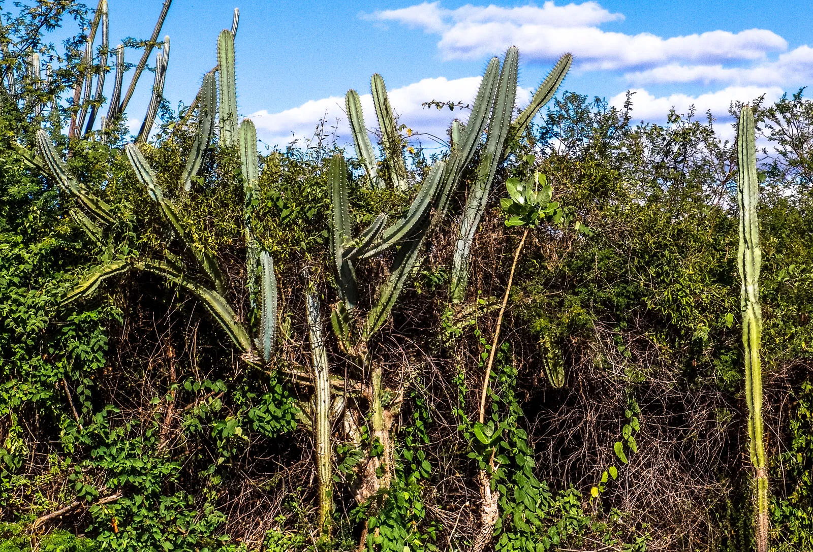 Tropical Thorn Forests