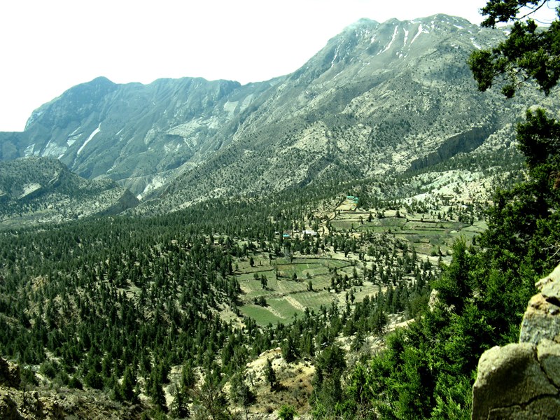 Ziarat Juniper Forest